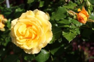 yellow rose